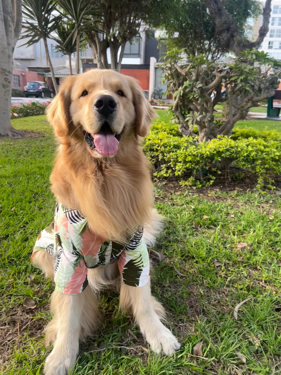 Milán, un Golden Retriever feliz en el parque